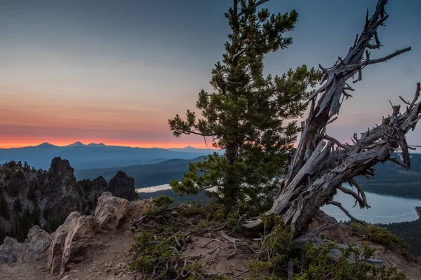 Gnarly Tree Sits Atop Paulina Peak at Sunset