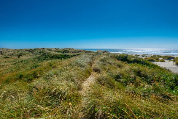 Graminées soufflent sur les dunes venteuses de l'océan Pacifique — Photo