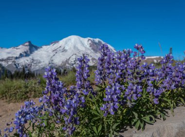 Lupine Bloom Below Mount Rainier clipart