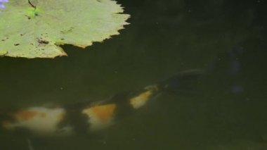 Koi balık büyük bir yeşil zambak ped altında yüzmek