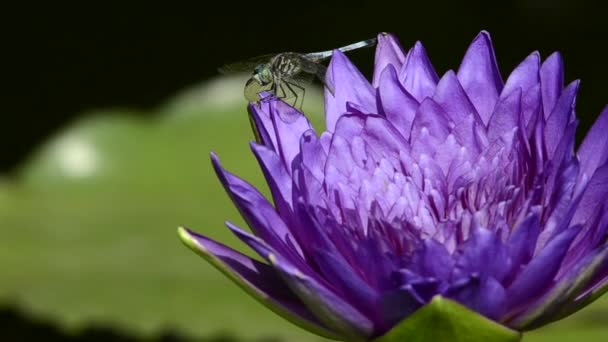 Primer plano de Dragon Fly en una flor de lirio púrpura — Vídeo de stock