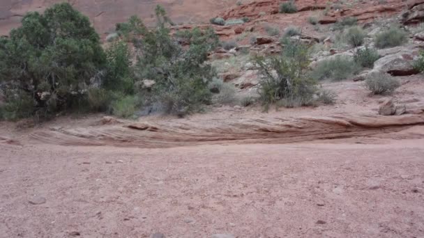 Woestijn vrouw wandelingen links via schot — Stockvideo