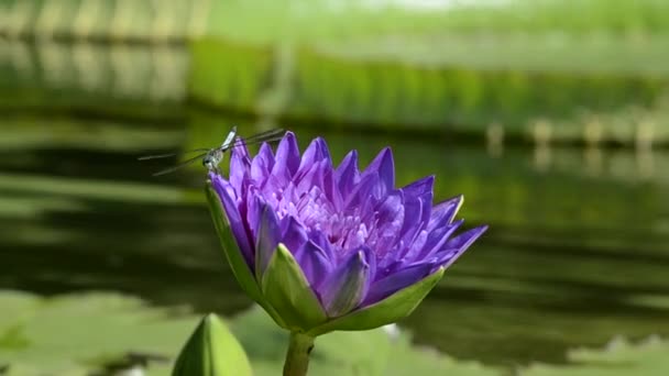 Dragon Fly landt op paarse bloem lilly met zeem in background.mov — Stockvideo