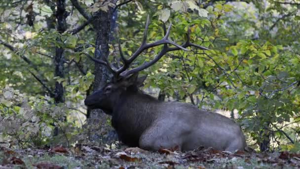 Le wapiti se couche et mâche 