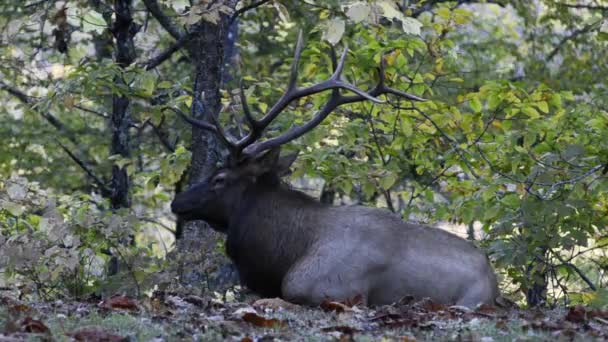 Elk acostado y masticando — Vídeo de stock