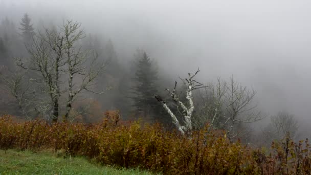 Nebel in den Bergen von North Carolina — Stockvideo