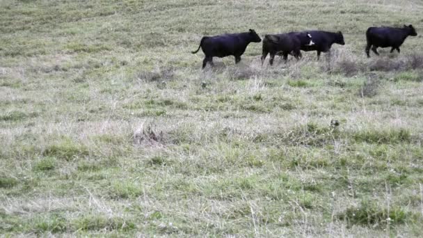 Herd of Cows Moves out of frame — Stock Video