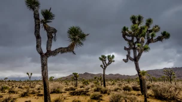 Joshua Trees with Clouds and Walking Path TL — Stock Video