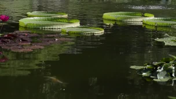 Koi στη λίμνη Lilly Pad — Αρχείο Βίντεο