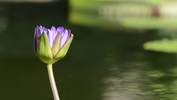 Tiro medio de flor púrpura — Vídeos de Stock