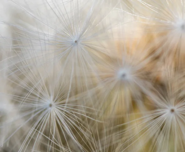 Macro of Large Dandelion — Stock Photo, Image