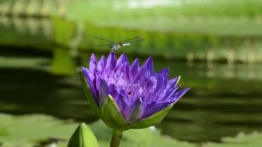 Arka planda dragon fly ve lilly pad ile mor çiçek