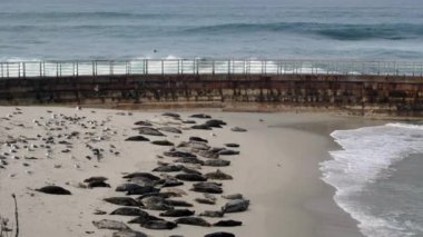 Seal Beach La Jolla çocuk havuzu