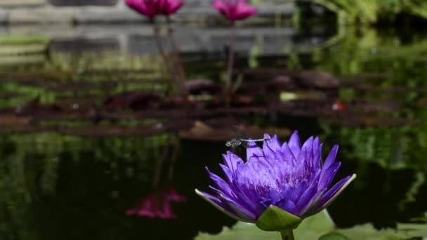 Lila Blume mit Libelle und Teich im Hintergrund — Stockvideo
