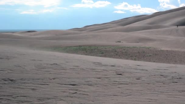 Graminées de dunes de sable soufflent dans le vent — Video