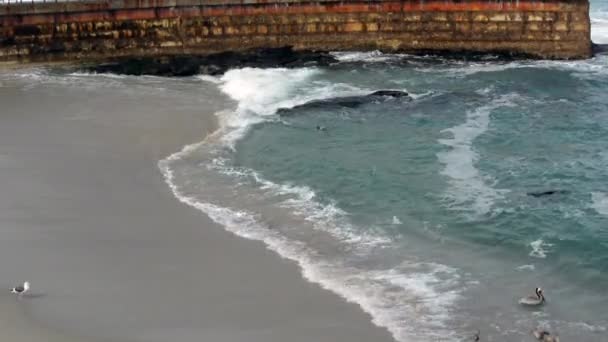 海豹和海鸥在儿童游泳池玩耍 — 图库视频影像