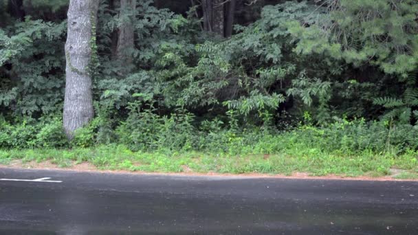 Shenandoah ayı yapraklarda çiğniyor — Stok video