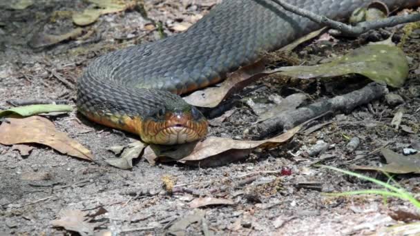 Дивитися з змія — стокове відео