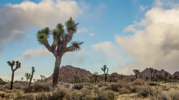 Tempête roule dans Joshua Tree TL 