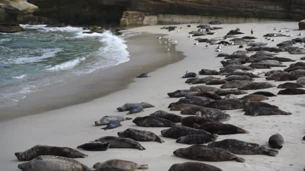 Fatigué bébé phoque rampe loin de la vague entrante vers les phoques endormis — Video