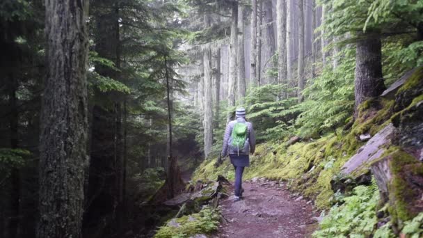 Vrouw wandelingen Down Trail in Glacier National Park mistige bossen — Stockvideo