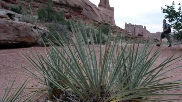 Uomo Yucca Escursioni a sinistra — Video Stock