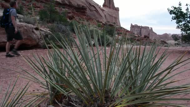 El hombre de Yucca camina a la derecha — Vídeos de Stock