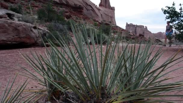 Kobieta wycieczki w tle z prawej do lewej za rośliny yucca, rośnie na pustyni. — Wideo stockowe