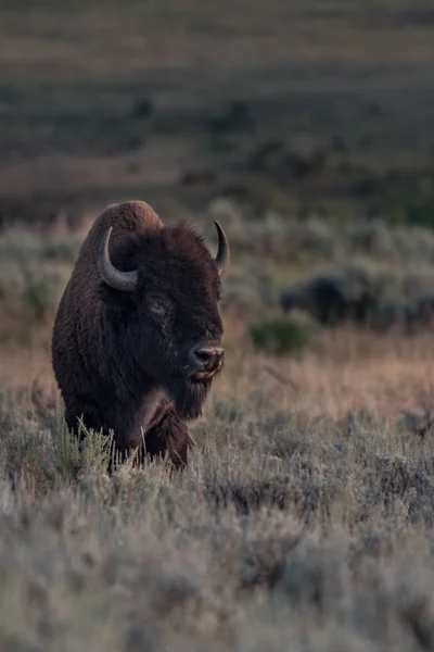 Vieux bisons mâles avec yeux endommagés — Photo