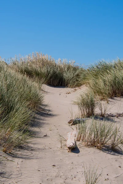 Chemin sur les dunes jusqu'à la côte du Pacifique — Photo