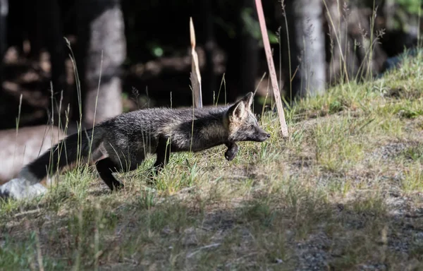 Rote Kaskaden ziehen über sonniges Feld — Stockfoto