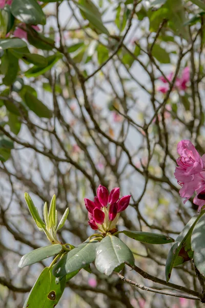 Rhododenron bloemen te midden van een wirwar van takken — Stockfoto