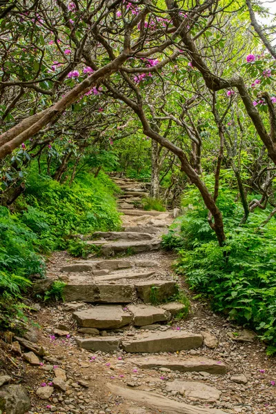 Treppen durch Rhododendronbüsche — Stockfoto