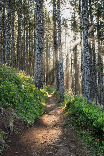 소나무 숲을 통해 태양 광선 — 스톡 사진