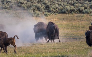 İki erkek bizon Spar