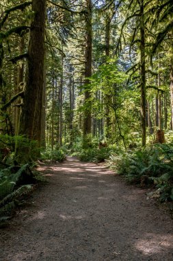 Yosunlu orman ile geniş kir iz