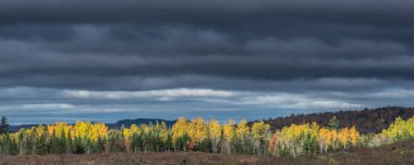 Sarı ağaçlık ve dramatik gökyüzü Panorama