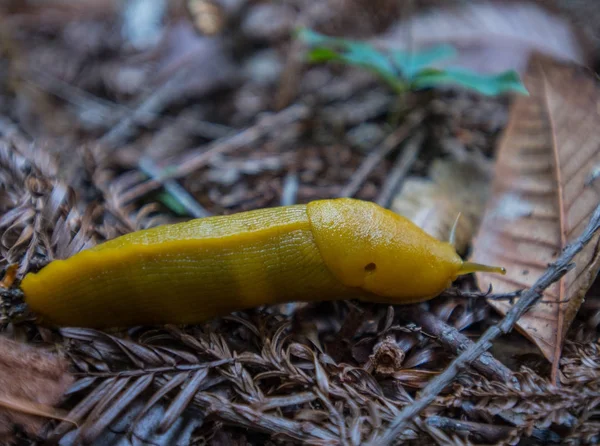 Желтые банановые шлюпки ползают по полу леса — стоковое фото