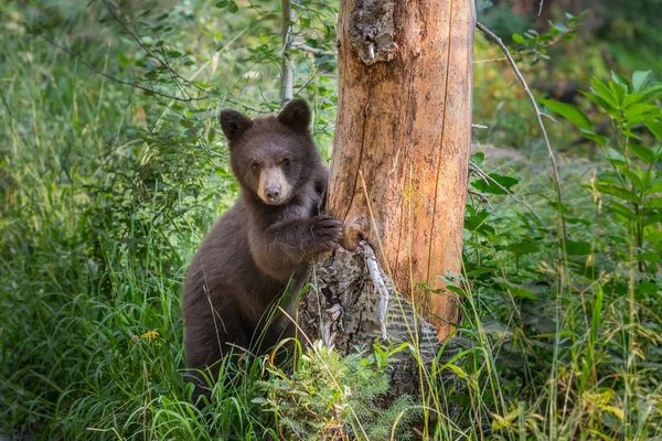 Giovane orso nero coetanei intorno all'albero nudo — Foto Stock