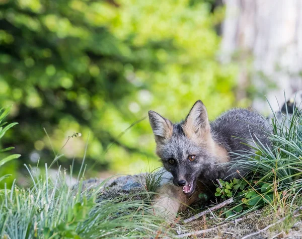 Jonge trapsgewijs Red Fox spelen — Stockfoto