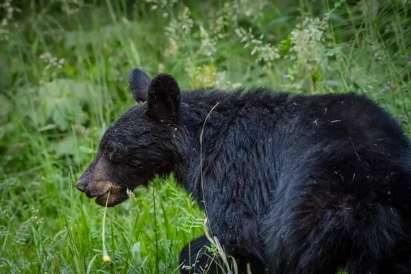Μαύρη αρκούδα περπατά μέσα από παχύ γρασίδι — Φωτογραφία Αρχείου