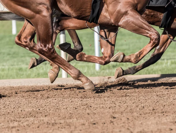 Castagno cavallo gambe libbra il sporco — Foto Stock