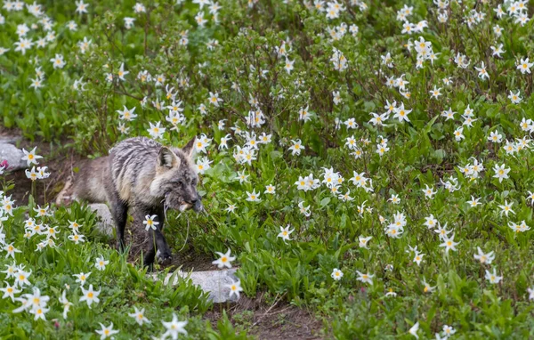 Cascade Red Fox met verse doden in veld — Stockfoto