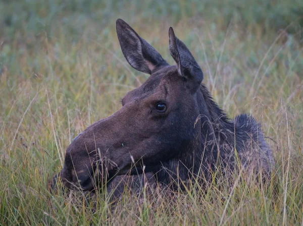 Ženské Moose spočívá v travnatém poli — Stock fotografie