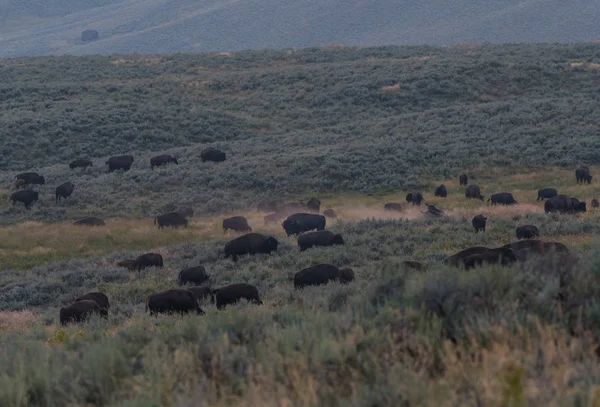 Manada de búfalos americanos —  Fotos de Stock