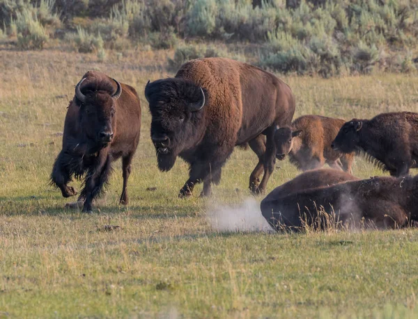 Mâle bison chasse un accouplement — Photo