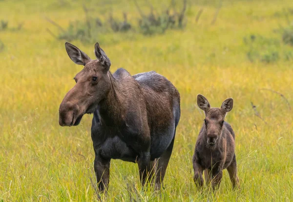 Älg kalv Alert bredvid mor — Stockfoto