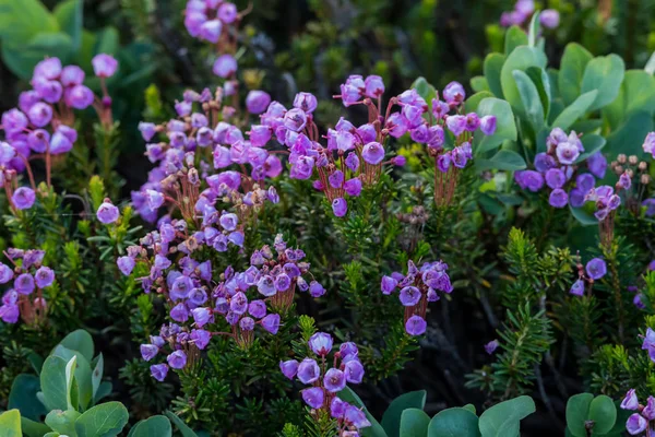 Рожевий гора Heath польових квітів цвітіння — стокове фото