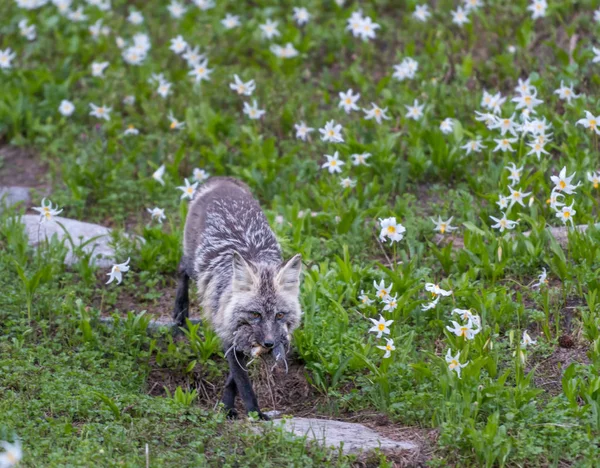 Rode Cascades Fox draagt verse Kill — Stockfoto