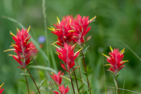Red Indian Paint Brush Group Close Up
